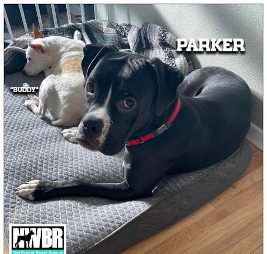 Photo of Parker