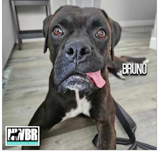 Photo of Bruno 2024-2