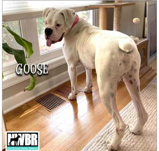 Photo of Goose