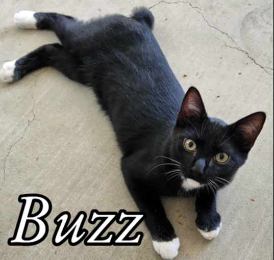 Photo of Buzz