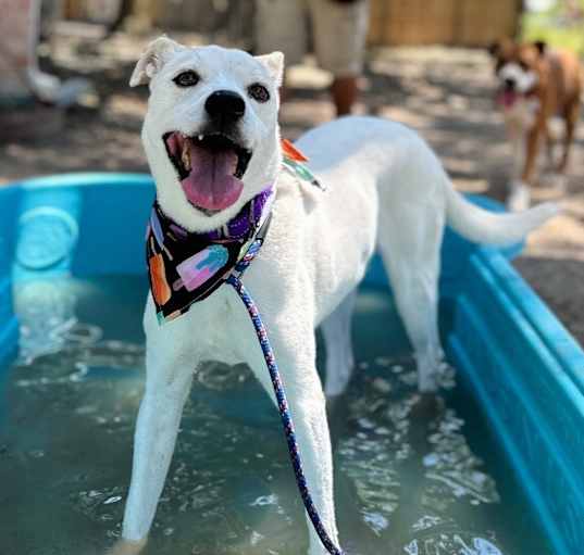 Photo of Dottie the smiling, easy-going gal