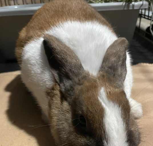 Photo of Cinnabun