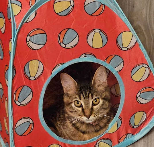 Photo of Daisy