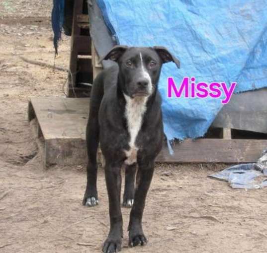 Photo of Missy