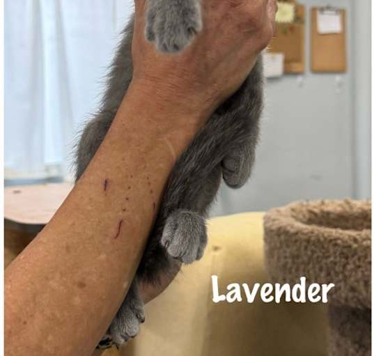 Photo of Lavendar