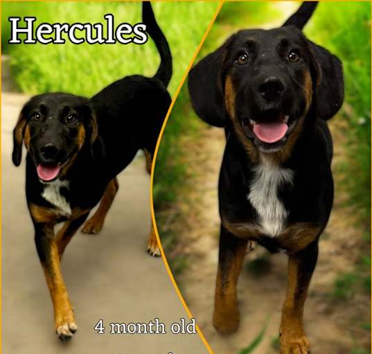 Photo of Hercules