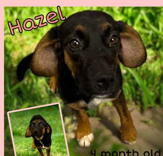 Photo of Hazel