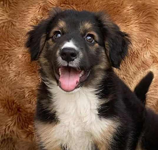 Photo of Three Bear Pups - Middle Bear - Adopted!