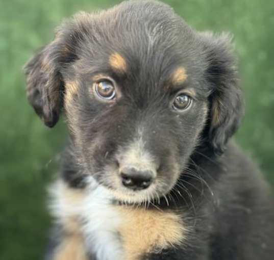 Photo of Three Bear Pups - Big Bear - Adopted!