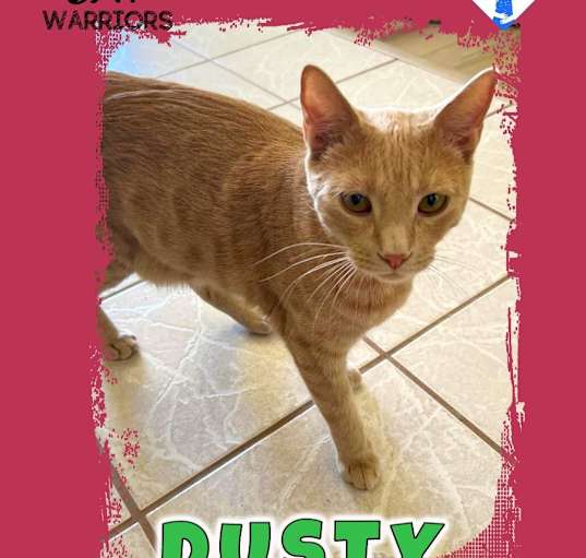 Photo of Dusty