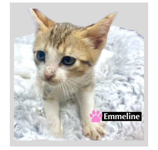 Photo of CAT-EMMELINE