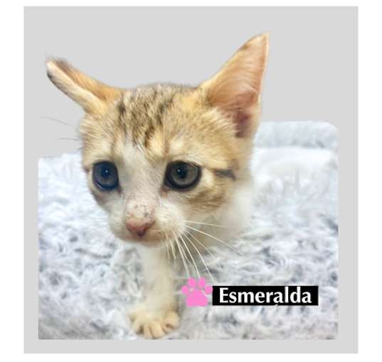 Photo of CAT-ESMERALDA