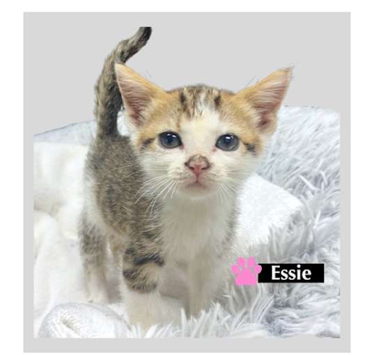 Photo of CAT-ESSIE