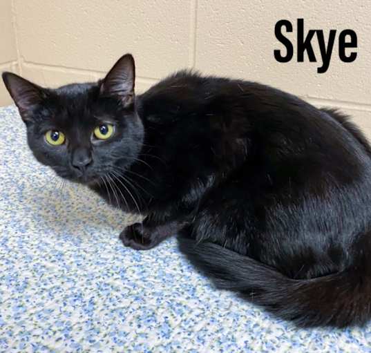 Photo of Skye