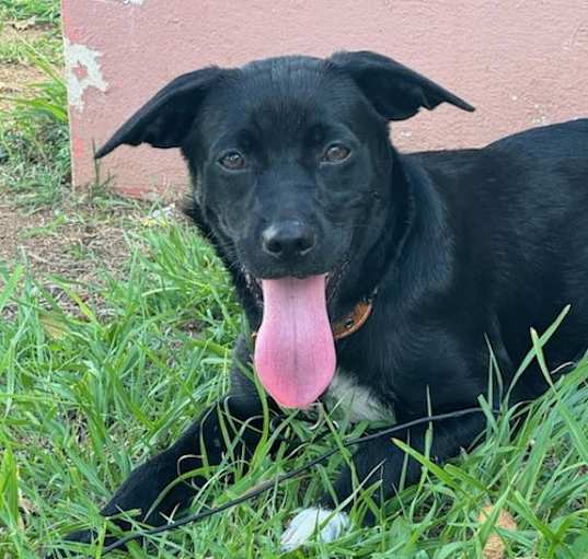 Photo of Bella (Foster in PR)