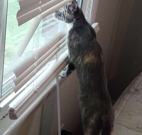 Photo of Cookies(Grey Tortoiseshell)