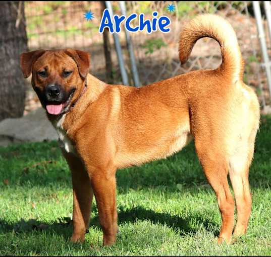 Photo of Archie