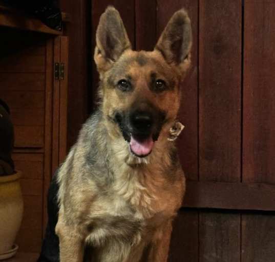 Photo of Sweetie