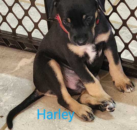 Photo of Harley