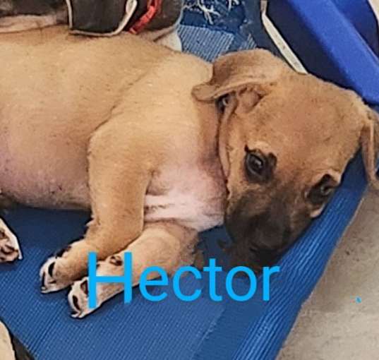 Photo of Hector