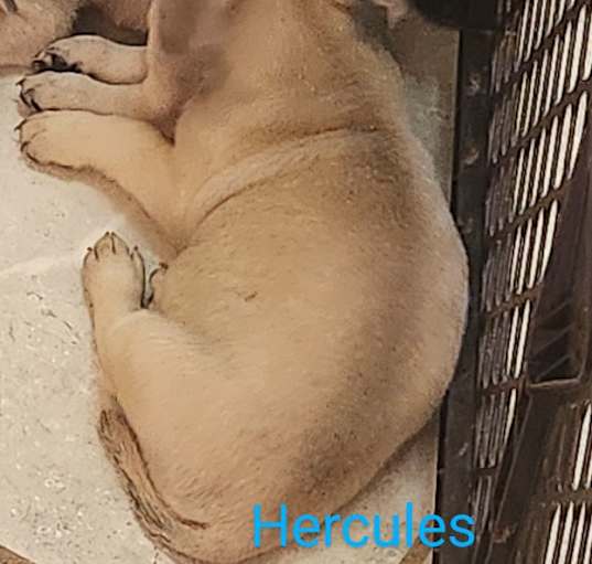 Photo of Hercules