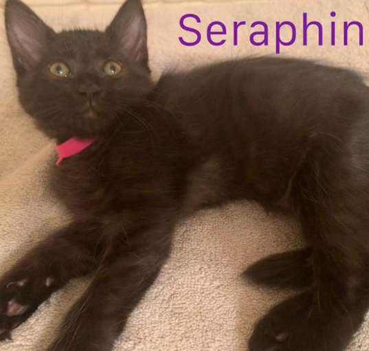 Photo of Seraphina