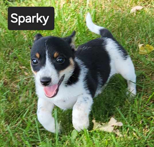 Photo of Sparky and his brothers