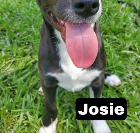 Photo of Josie