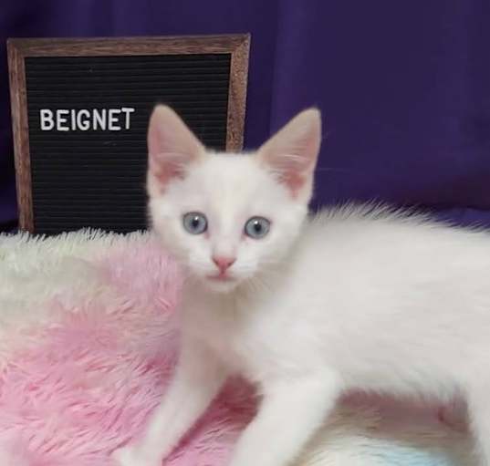 Photo of Beignet