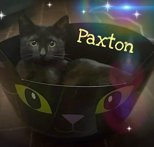 Photo of Paxton CC2