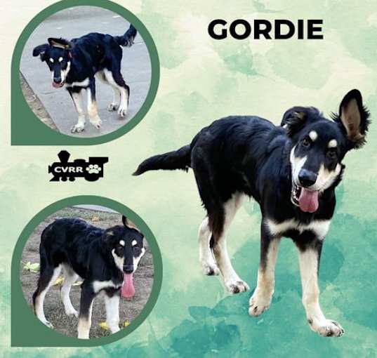 Photo of Gordie