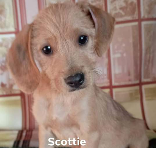 Photo of Scottie