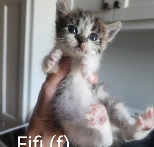 Photo of Fifi