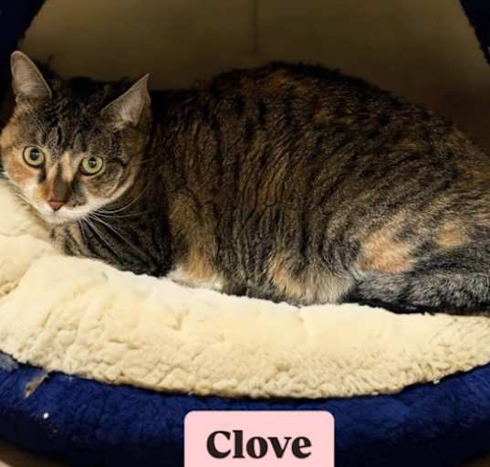 Photo of Clove