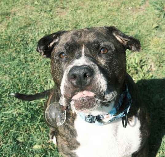 Photo of Dexter