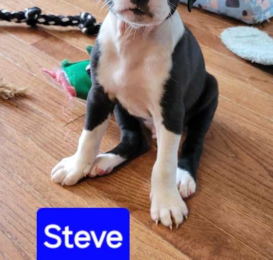 Photo of Steve (Mary’s Pound Pups)