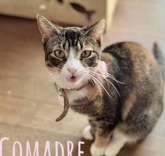 Photo of Comadre