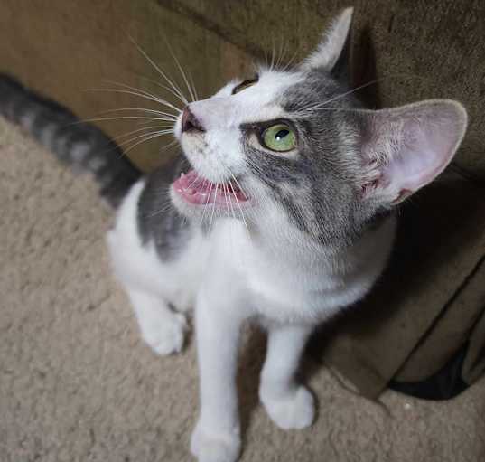 Photo of Cannoli