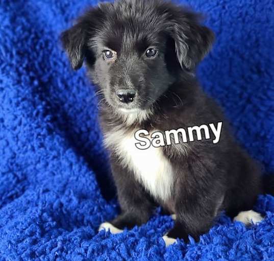 Photo of Sammy