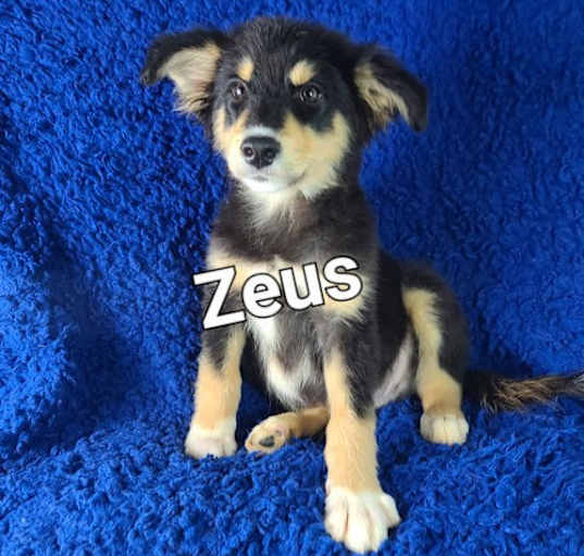 Photo of Zeus