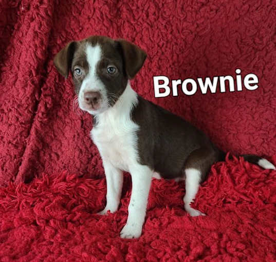 Photo of Brownie