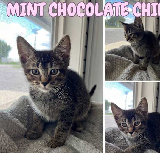 Photo of Mint Chocolate Chip - NN