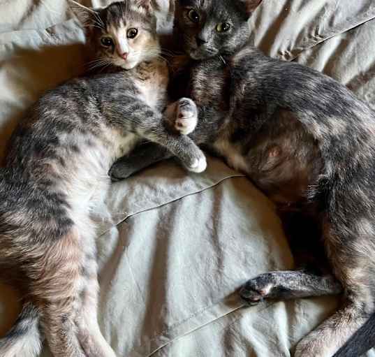 Photo of Korma / Curry  (Bonded Pair)