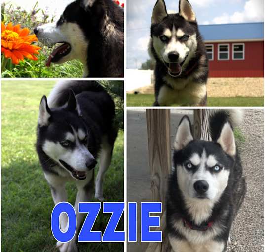 Photo of OZZIE ~ $0 ADOPTION FEE THROUGH 9/14/24!!