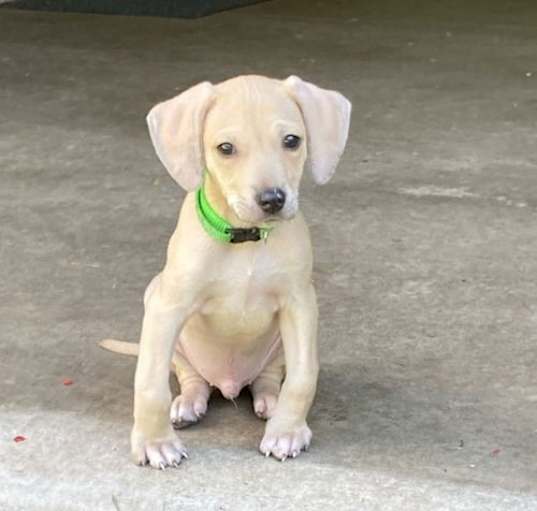 Photo of Chowder - Peas Pups