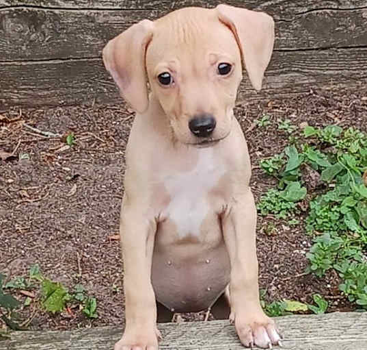 Photo of Bisque - Peas Pups