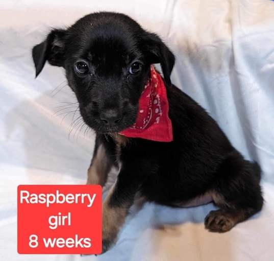 Photo of Raspberry