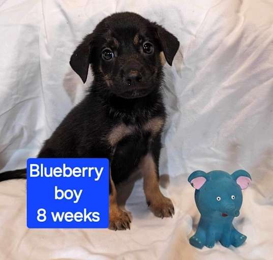 Photo of Blueberry