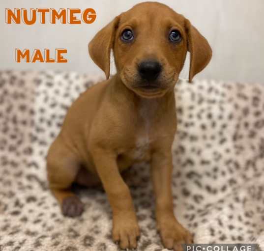 Photo of Nutmeg in CT