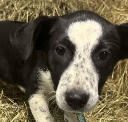 Photo of Hayride Hazel